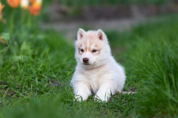 Cute husky puppies in the garden near the tulip flowers