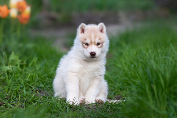 Cute husky puppies in the garden near the tulip flowers