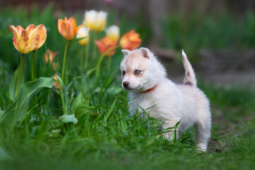 Cute husky puppies in the garden near the tulip flowers