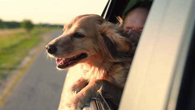 the dog's muzzle looks out of the window in the rays of sunlight. happy dog in the car leaned out the window. happy spaniel dog catches the wind from the car window. satisfied muzzle pet on a journey.