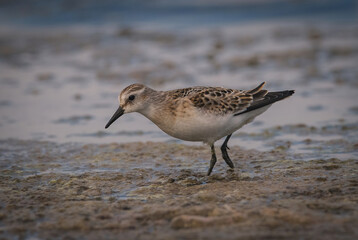 A Little Stint, Calidris minuta standing in the water