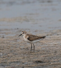 A Little Stint, Calidris minuta standing in the water
