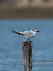 Sandwich terns (Thalasseus sandvicensis) in natural environment