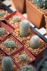 Mammillaria sp. cactus in flower pot