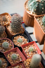 Mammillaria sp. cactus in flower pot
