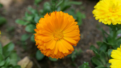 yellow flower in the garden