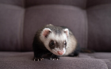 Ferret play on sofa home ferret care about ferrets