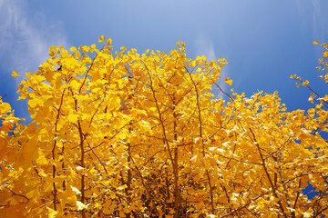 yellow ginko leaves on sky