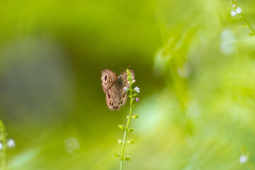butterfly on leaf