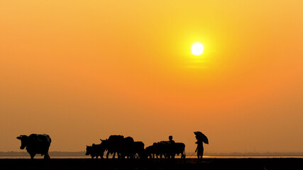 Fototapeta na wymiar silhouette of a horse in sunset