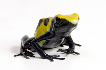 Dyeing poison dart frog // Färberfrosch (Dendrobates tinctorius) ”Citronella“ - French Guiana...