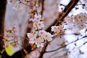 cherry tree blossom