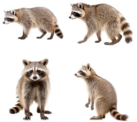 Racoon (Standing side, Walking, Standing front, Standing in two legs)