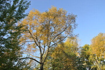 autumn trees in the park