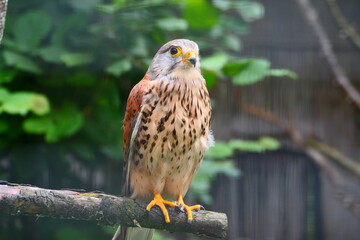 Turmfalke