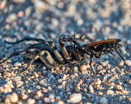 Thisbe's Tarantula-hawk Wasp (Pepsis thisbe) attacking and eating a Carolina (giant) wolf spider (Hogna carolinensis)