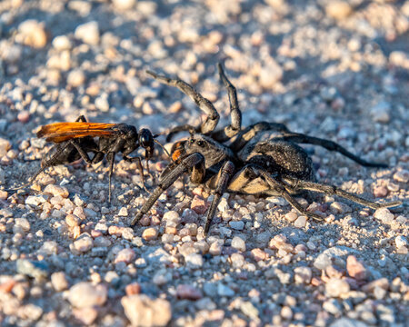 Thisbe's Tarantula-hawk Wasp (Pepsis thisbe) attacking and eating a Carolina (giant) wolf spider (Hogna carolinensis)