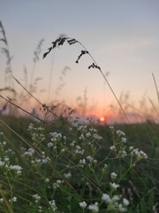 Obraz premium sunset in the field