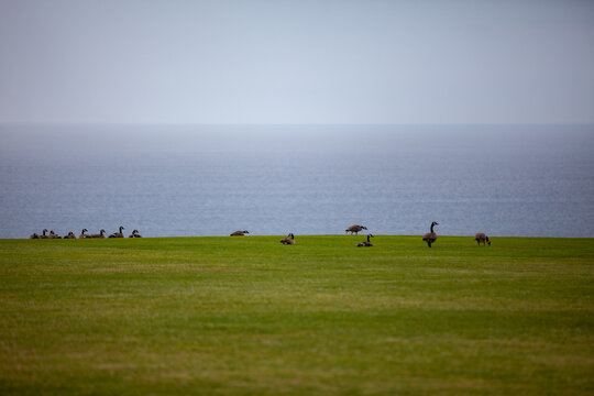 birds on grass in front of ocean