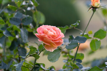 pink rose in garden