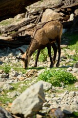 chamois grazing