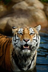 Siberian tiger in water