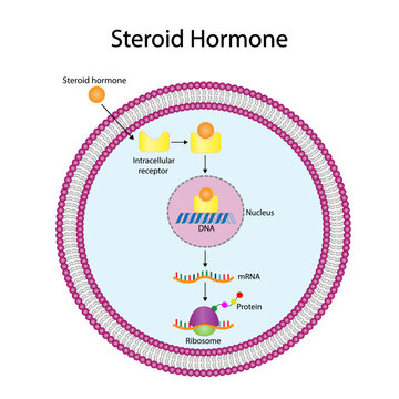 Steroid hormones mechanism of action. Steroids Bind to an intracellular receptor. Hormone-receptor complex activate gene transcription in the nucleus, followed by protein synthesis. vector diagram