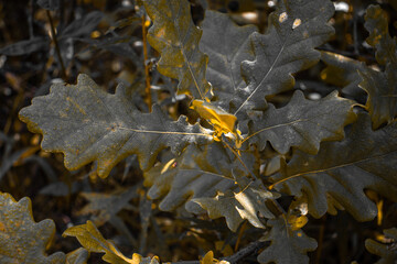 Oak branch in morning sun rays concept photo. Dew morning, outdoor autumn bushes