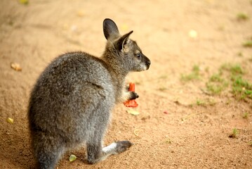 chick of red-necked wallaby eating red flower