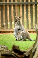 mother of red-necked wallaby nursing a grown-up calf