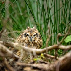 short-eared owl hiding in the grass