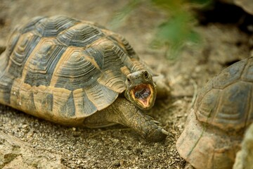Herman's Tortoise in attack position with open mouth