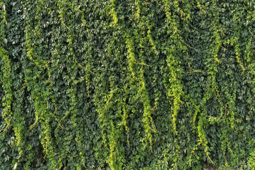 Wall delimiting a property covered with ivy