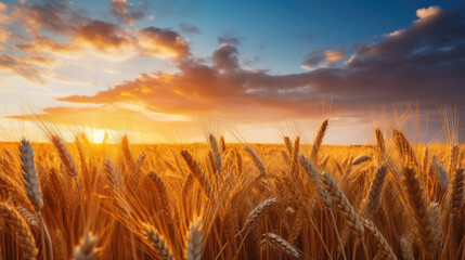 Background from the observed ears of yellow wheat field against the backdrop of a golden sunset and blue sky. Rural landscapes landscapes under bright sunlight. Rich harvest concept.