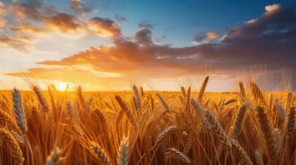 Foto op Plexiglas Background from the observed ears of yellow wheat field against the backdrop of a golden sunset and blue sky. Rural landscapes landscapes under bright sunlight. Rich harvest concept. © Alina Tymofieieva