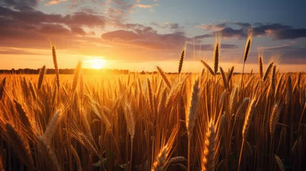 Keuken spatwand met foto Background from the observed ears of yellow wheat field against the backdrop of a golden sunset and blue sky. Rural landscapes landscapes under bright sunlight. Rich harvest concept. © Alina Tymofieieva