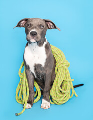 Cute stylish dogs and their emotions.