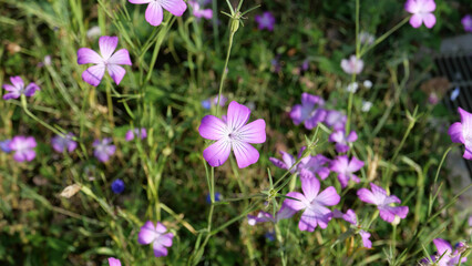 purple crocus flowers