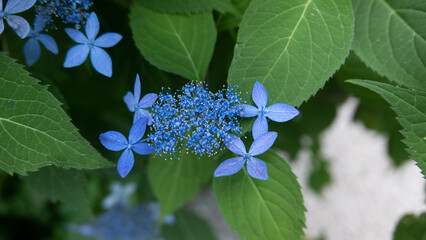 blue hydrangea flowers