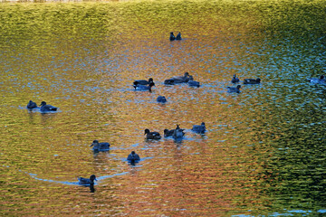 ducks on the lake