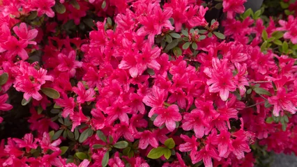  pink royal azalea flowers © orinmr