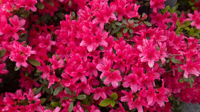 pink royal azalea flowers