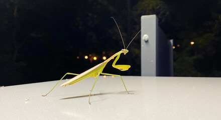 mantis on the table