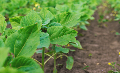 Small sunflower sprouts on the field. Selective focus.