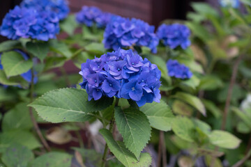 blue hydrangea flowers