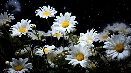 an elegant bouquet composed of white, large daisies against a dark background. The contrast highlights the purity and beauty of the daisies.