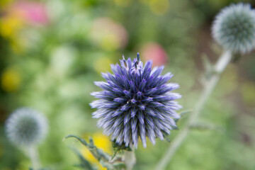 The Globe thistles (Echinops) plant blooming	
