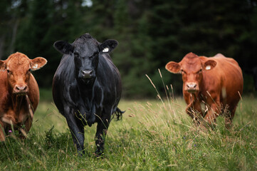 Cows walking in summer pasture 