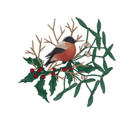 Bullfinch bird in Christmas holly mistletoe plants and twigs Traditional holiday plant branch with berries and leaves Hand drawn illustration