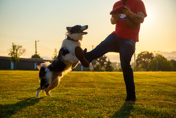 Man training his border collie dog to play 
